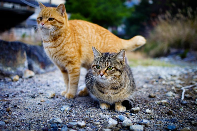 cat-1096821